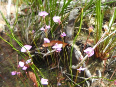 Utricularia uniflora