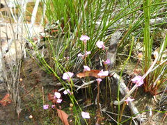 Utricularia uniflora