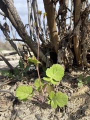 Brassica fruticulosa