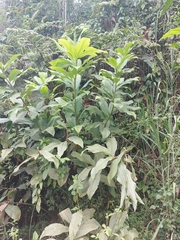 Nicotiana tabacum