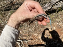 Pholidoscelis taeniurus