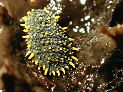 Holacanthella