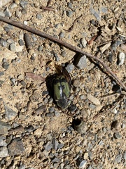 Chlorobapta bestii