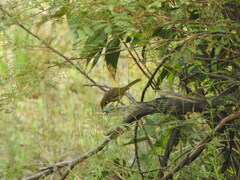 Lichenostomus melanops