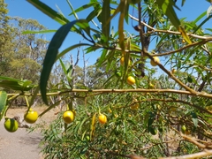 Solanum linearifolium