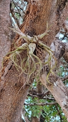 Tillandsia caput-medusae