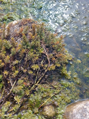 Myriophyllum spicatum iNat (1)