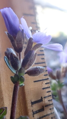 Polemonium pulcherrimum