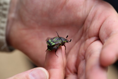 Chlorobapta frontalis