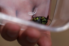 Chlorobapta frontalis