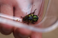 Chlorobapta frontalis