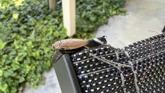 Ellipsidion humerale