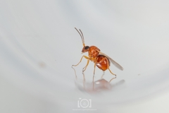 Druon quercuslanigerum quercuslanigerum