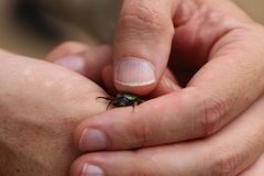 Chlorobapta frontalis