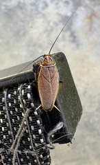 Ellipsidion humerale