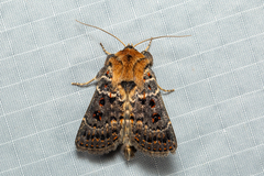Proteuxoa sanguinipuncta