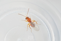 Druon quercuslanigerum quercuslanigerum