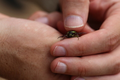 Chlorobapta frontalis