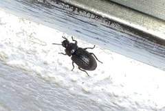 Anaedus