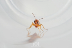 Druon quercuslanigerum quercuslanigerum