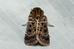 Proteuxoa sanguinipuncta