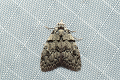 Nola melanogramma
