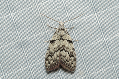 Nola melanogramma