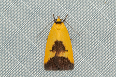 Ageletha hemiteles