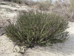 Eriogonum fasciculatum foliolosum