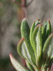 Eriogonum fasciculatum foliolosum