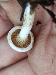 Hygrophorus