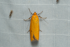 Telocharacta hemicroca