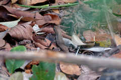 Sceloporus chrysostictus