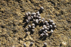 Littorininae