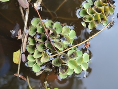 Salvinia cucullata