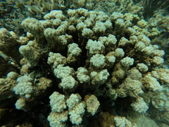 Porites rus