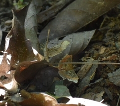 Krananda semihyalina