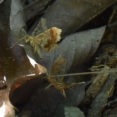 Krananda semihyalina