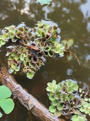 Salvinia cucullata