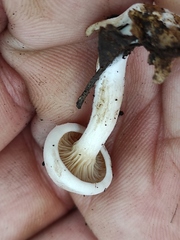 Hygrophorus