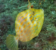 Eubalichthys mosaicus