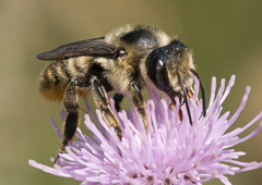 Megachile perihirta