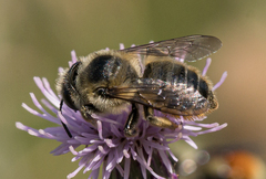 Megachile perihirta