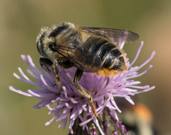 Megachile perihirta