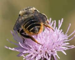 Megachile perihirta