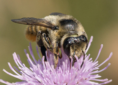 Megachile perihirta