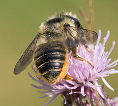 Megachile perihirta