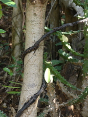 Cryptolepis buchananii