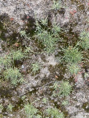 Pectocarya penicillata