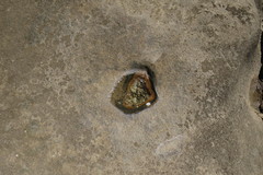 Nerita chamaeleon